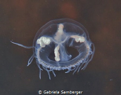 Craspedacusta sowerbii - Süßwasserqualle by Gabriela Samberger 